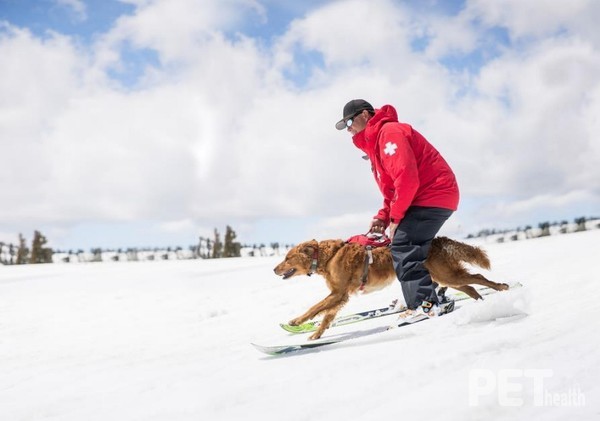 저강도로 장시간 활동하는 지구력 경기 선수견. 사진 로얄캐닌코리아