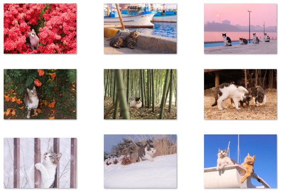 사진 동물권행동카라