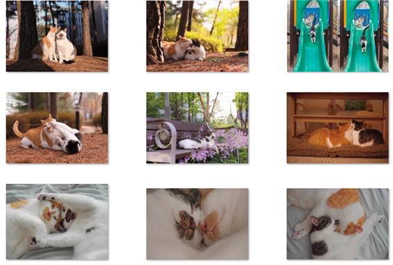 사진 동물권행동카라