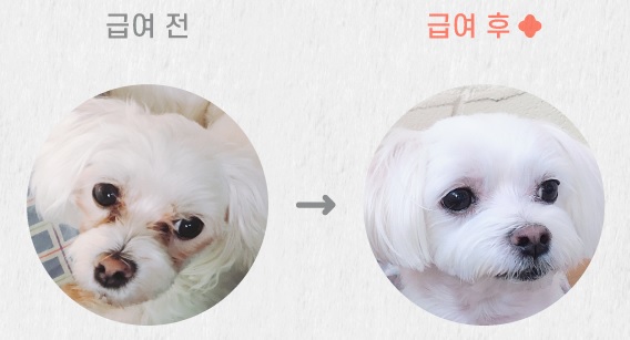 센시티브케어 베지 급여 전후 모습. 사진 네츄럴코어