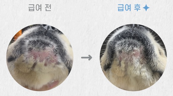 센시티브케어 밀웜 급여 전후 모습. 사진 네츄럴코어