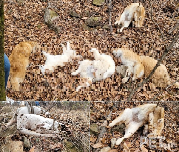 지난달 30일 충북 음성의 한 야산에서 버려진 개사체 71구가 발견됐다. 조사 결과 인근 동물병원의 소행으로 밝혀졌다. 사진 한국유기동물복지협회