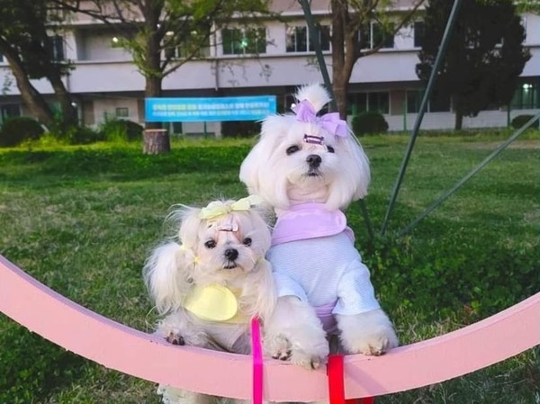 경기상상캠퍼스 페이스북 캡처. ⓒ펫헬스