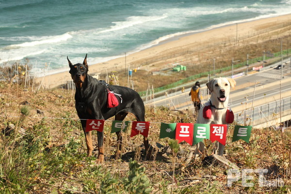 사진 한국유기동물보호협회