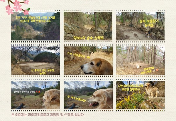 사진 라이프위드도그