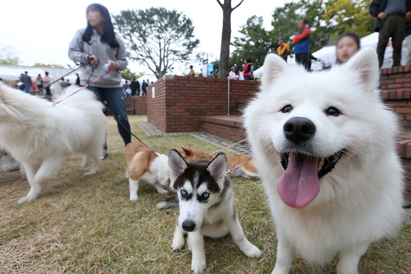 지난 2월 11일부터 강화된 ‘동물보호법 시행규칙’에 따라 반려인이 반려견을 동반해 외출할 때에는 목줄 또는 가슴줄을 하거나 이동장치를 사용해야 하며, 줄의 길이는 2m 이내로 유지해야 한다. 자료사진. ⓒ 경기뉴스광장