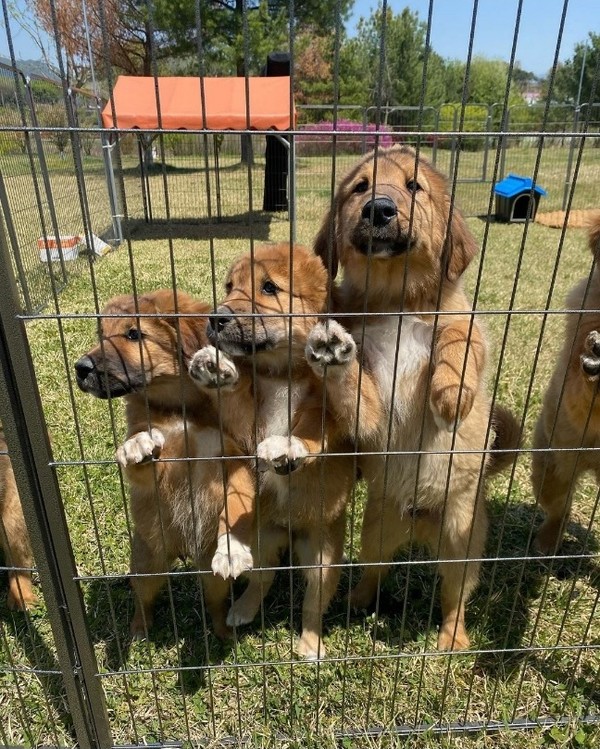 오수개 모습. 사진 임실군