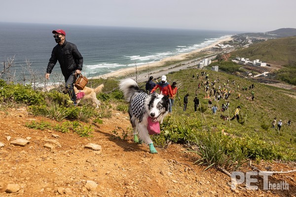 산타독 캠페인에 참가한 반려견과 반려인들이 더덕과 꽃양귀비 씨앗을 뿌리고 있다. 사진 한국유기동물보호협회
