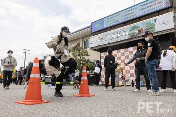 산타독 포토존 앞에서 사진 촬영과 훈련 프로그램을 즐기는 반려인과 반려견. 사진 한국유기동물보호협회
