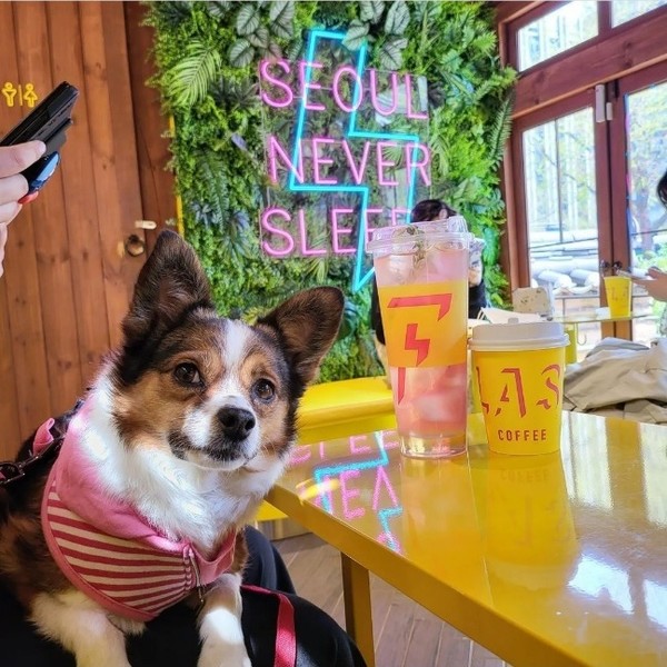 사진 플래시커피 인스타그램 캡처