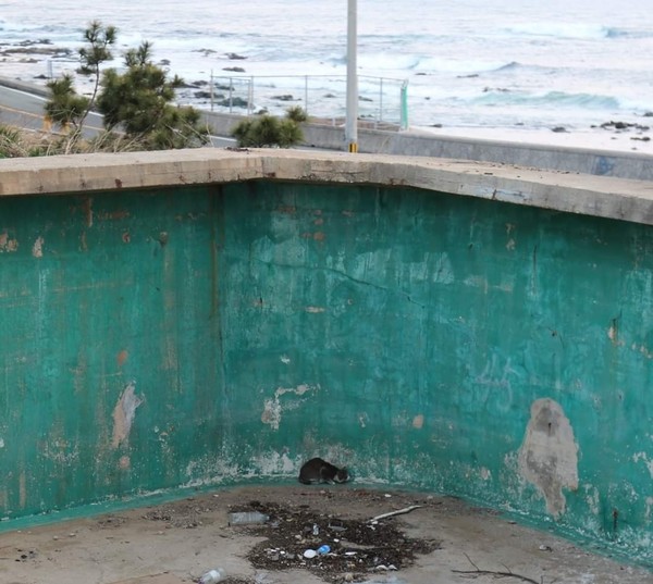 길고양이가 잔혹하게 살해된 포항의 한 폐양식장 모습. [사진=동물권단체 카라]