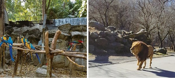 조류사(사진 왼쪽, 출처; 태국 치앙마이 동물원), 사자(오른쪽, 출처; 일본 후지 사파리). 사진 필자제공