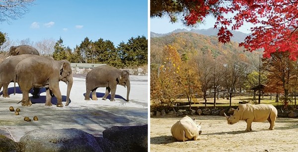 코끼리(사진 왼쪽, 출처; 일본 후지 사파리), 코뿔소(오른쪽, 출처; 과천 서울동물원). 사진 필자제공