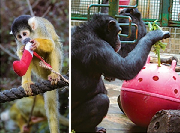 원숭이 우리. 행동풍부화 프로그램에 의해 동물의 다양한 자연의 행동을 유도하도록 사육사가 만들어졌다. 사진 필자제공