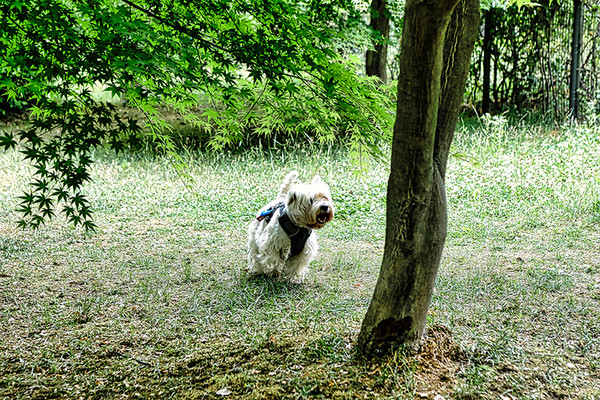 반려동물공원 전경. 사진 경기도