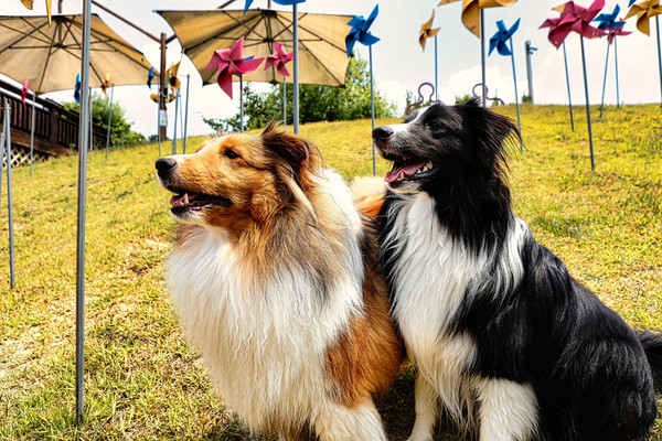 이천 달려라 코코 전경. 사진 경기도