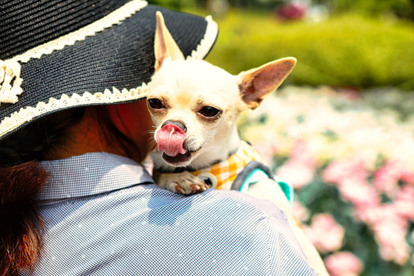 안성맞춤랜드에서 강아지와의 모습. 사진 경기도
