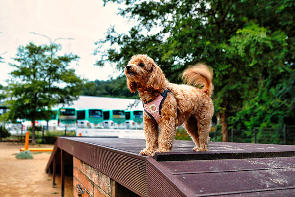광교호수공원 반려견 놀이터. 사진 경기도