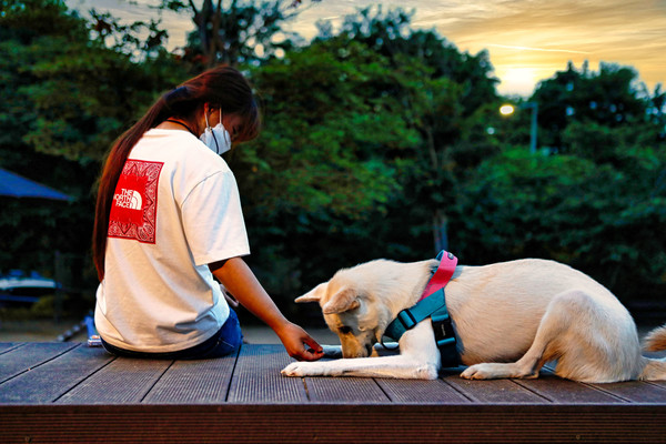 광교호수공원 반려견 놀이터. 사진 경기도