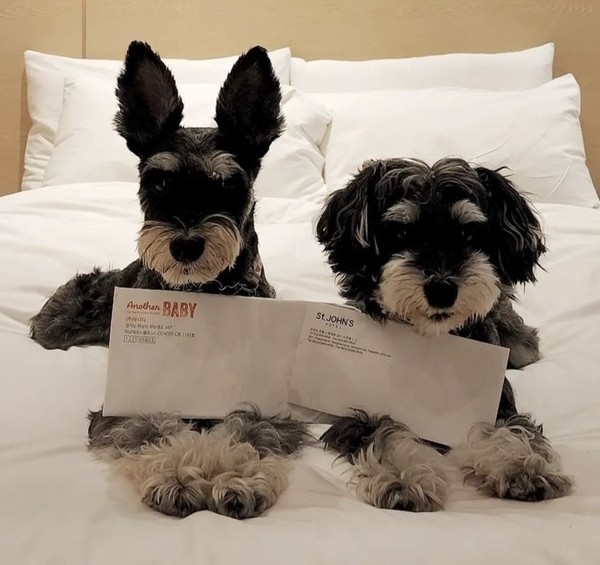 사진 어나더베이비