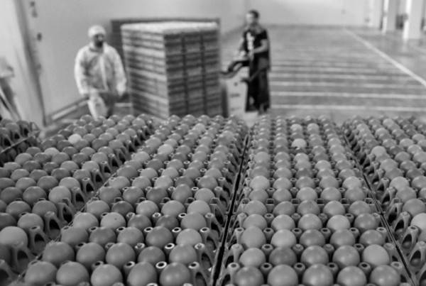달걀 생산이 급증한 것은 수의학의 발전과 사육방식의 개선이 이루어졌기 때문이다. 사진 필자제공