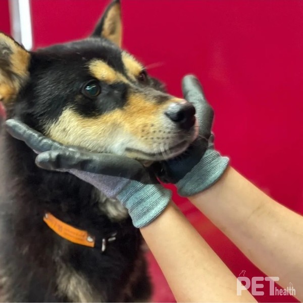 지난달 12일 울산 울주군의 한 초등학생을 공격한 사고견. 사진 비글구조네트워크