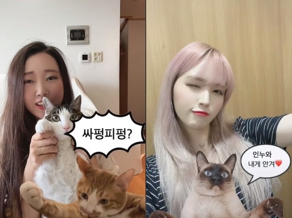 [사진=틱톡 #냥벤져스 챌린지 페이지 화면 캡처] ⓒ펫헬스