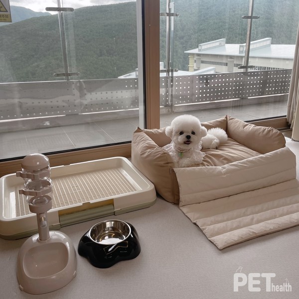 사진 하이원펫클럽