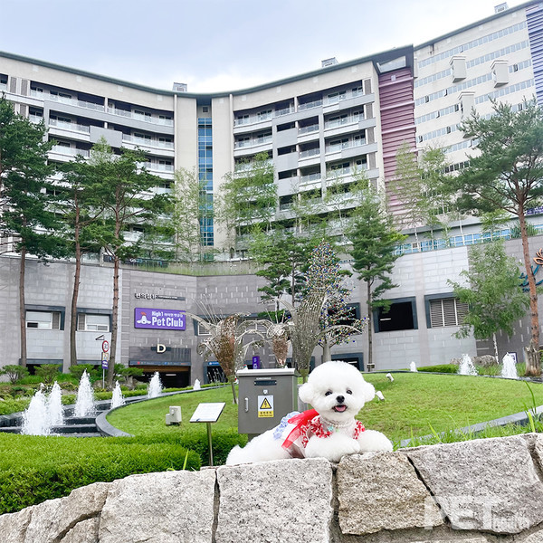 사진 하이원펫클럽