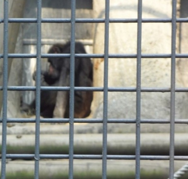 동물원 속 침팬지. [사진=책공장더불어 인스타그램 캡처] ⓒ펫헬스