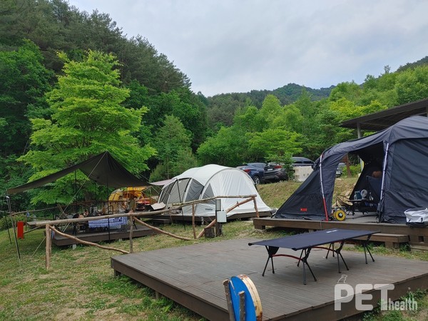 반려가족 전용 리조트&캠핑 ‘라이프위드도그’에서 즐기는 캠핑 모습. ⓒ펫헬스