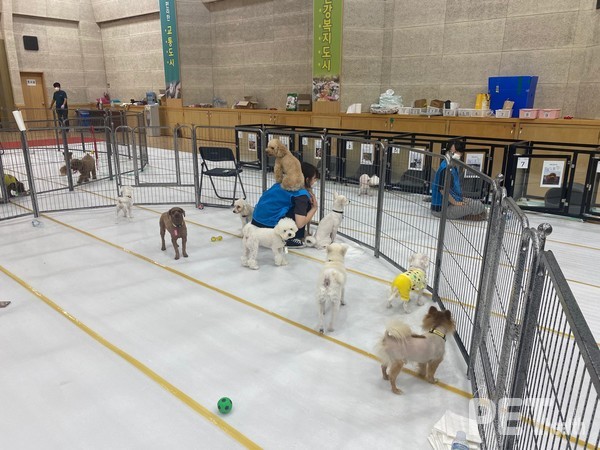 2021년 추석 연휴기간 노원구가 운영한 ‘반려견 쉼터’ 모습. 사진 노원구