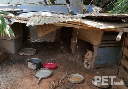 (사진전에 전시될 사진) 반경 1m가 세상의 전부인 진순이, 동물권행동 카라(2019). ⓒ펫헬스