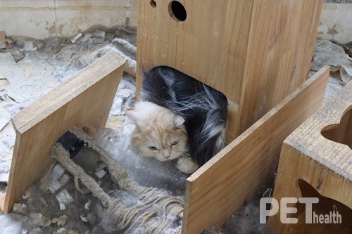 (사진전에 전시될 사진) 분변과 쓰레기 속에서 물건처럼 방치된 고양이, 동물권행동 카라(2021). ⓒ펫헬스