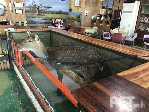 (사진전에 전시될 사진) 체험동물원에 전시된 꽃사슴의 삶, 동물권행동 카라(2020). ⓒ펫헬스