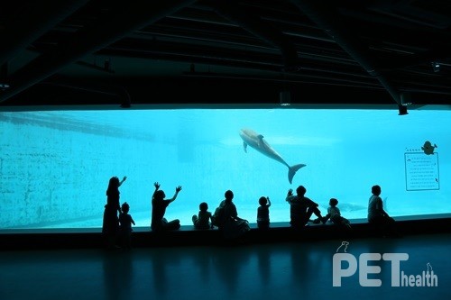 (사진전에 전시될 사진) 수족관에 갇힌 고래, 동물권행동 카라(2021). ⓒ펫헬스