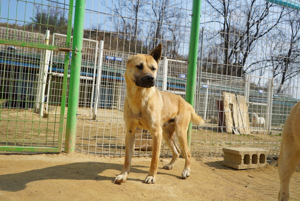 한 유기동물보호소 모습. ⓒ펫헬스