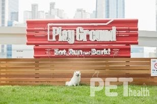 소노펫 클럽 앤 리조트 고양. 사진 트립닷컴