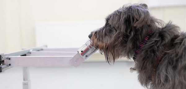 인간의 땀과 호흡 시료의 냄새를 맡고 있는 개. 사진 퀸즈대학