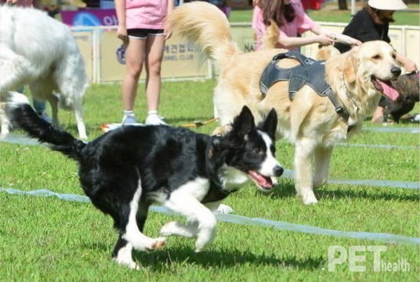 반려견 달리기 대회 모습. 사진 익산시