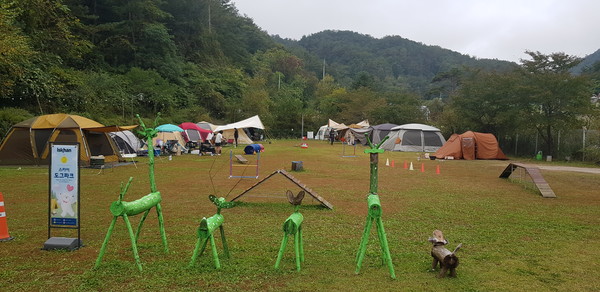 사진 라이프위드도그