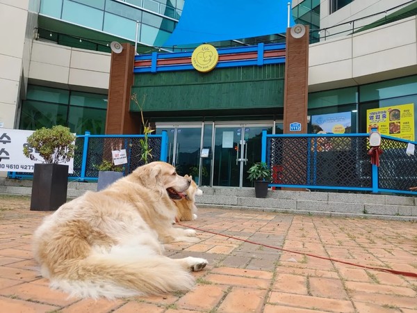 사진 라이프위드도그