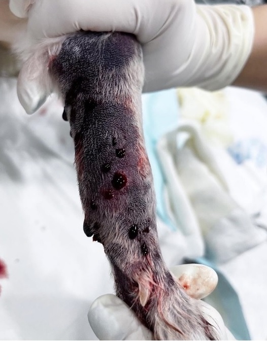 지난달 말 서울 한강시민공원에서 반려견이 독사에 물리는 사고가 발생했다. [사진=인스타그램]