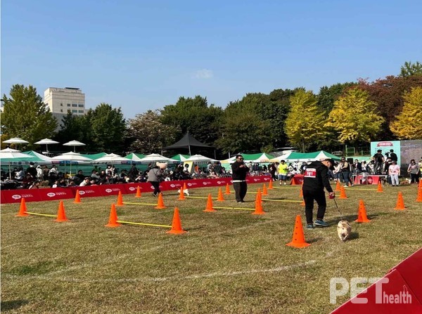 멍토피아 운동회 진행 모습. 사진 광진구