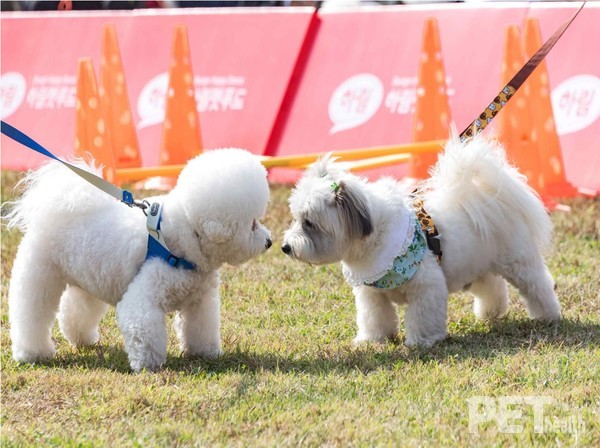멍토피아 운동회에서 친목을 다지고 있는 반려견들. 사진 광진구