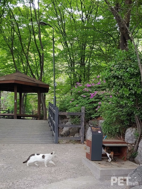 와룡공원 길고양이 급식소. 사진 종로구
