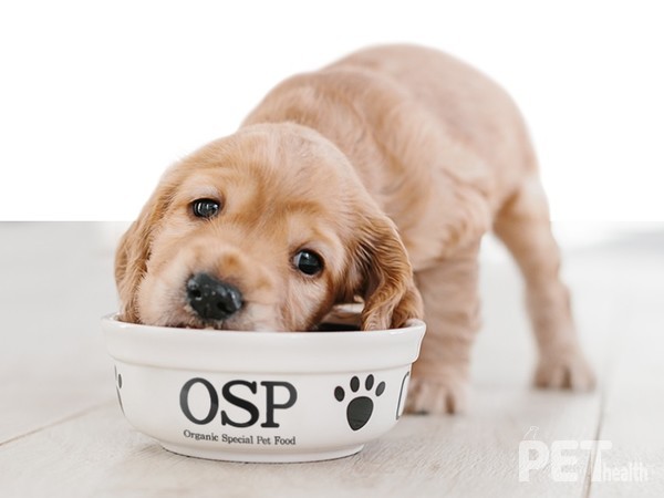 이미지 오에스피