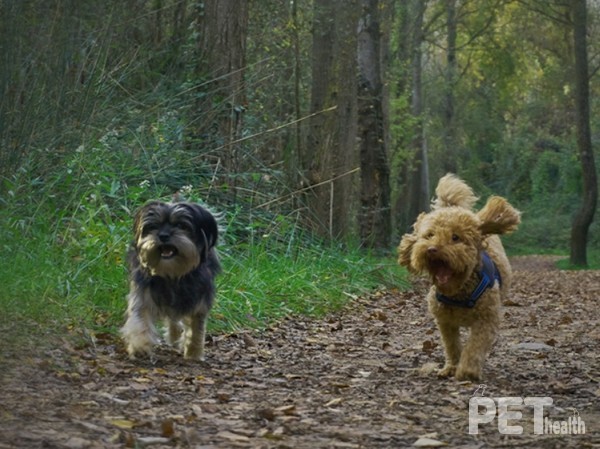 사진 펫포레스트