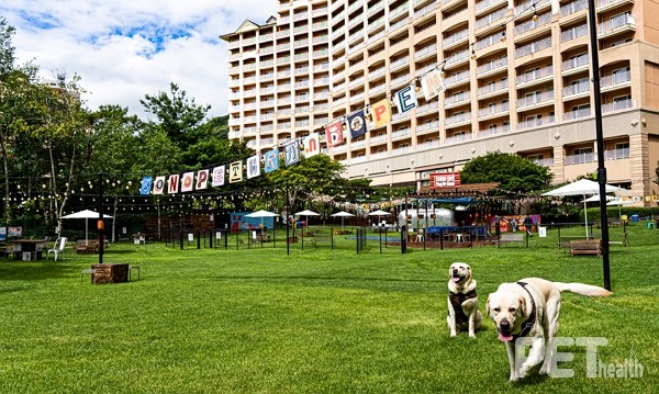 소노펫클럽앤리조트 소노펫플레이그라운드. 사진 선마을