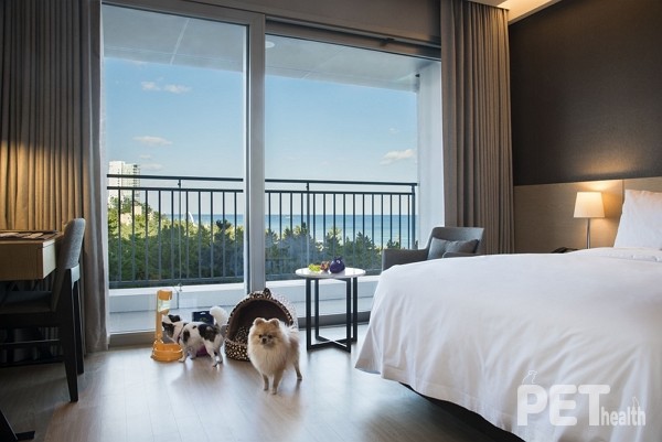 강릉 세인트존스호텔 펫룸. 사진 선마을